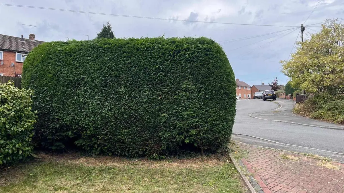 The same hedge cut right back, trimmed neat and cleared away